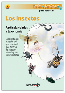 Los Insectos